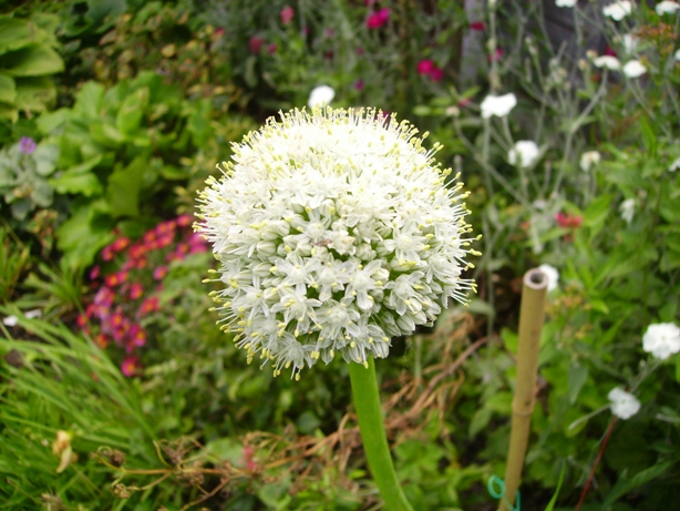 Copy of garden23july2012xx010.JPG