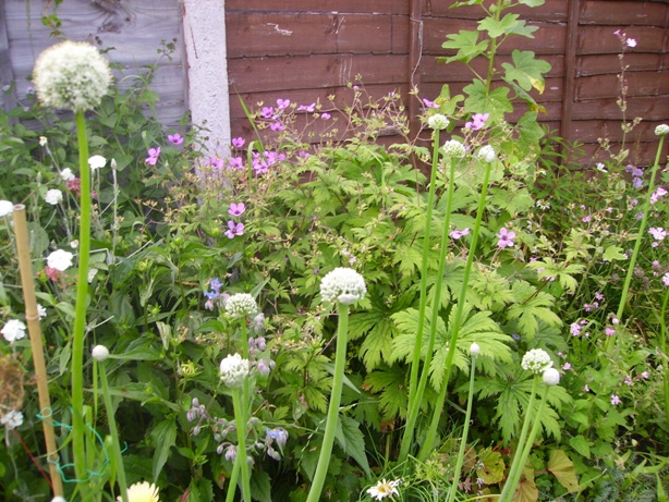 Copy of garden23july2012xx015.JPG