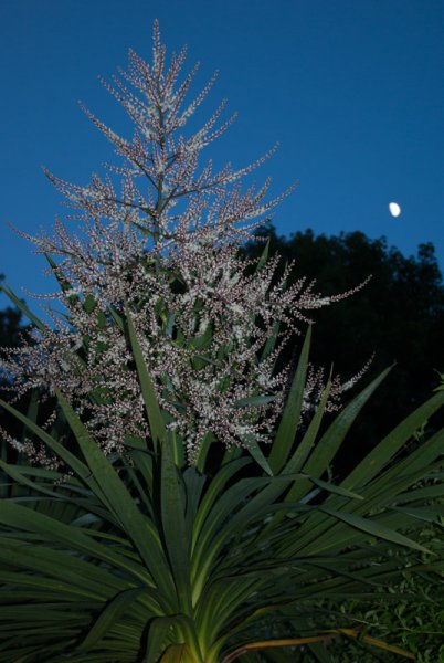 cordyline flower.jpg