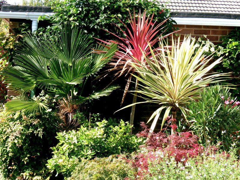 cordylines.jpg