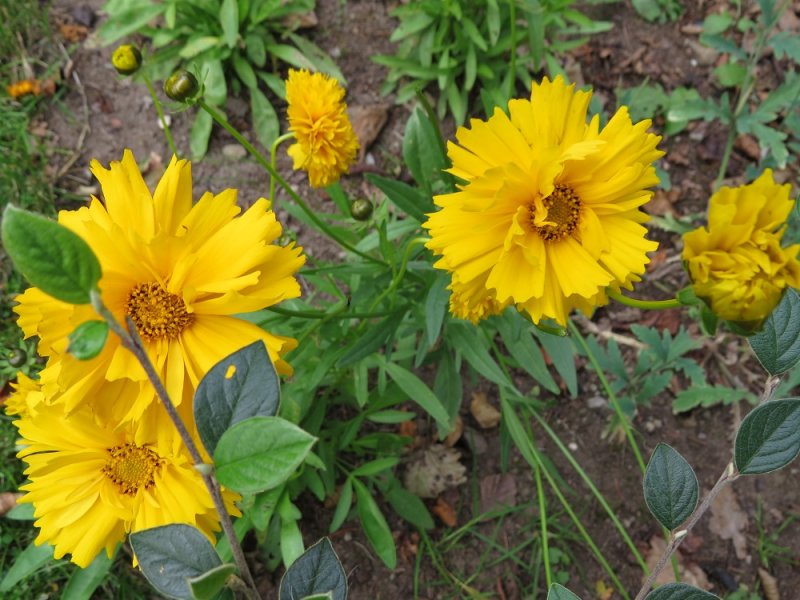 Coreopsis grandiflora 'Golden Globe' (1).JPG