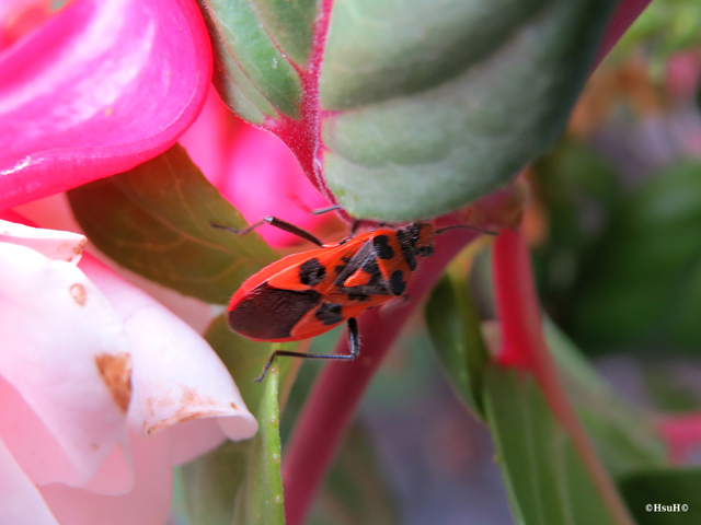 Corizus hyoscyami (1).jpg