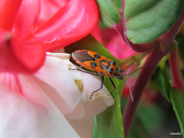 Corizus hyoscyami (2).jpg