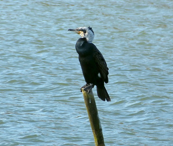 cormorant 2.JPG