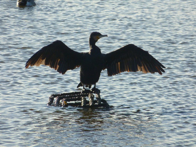 cormorant.jpg