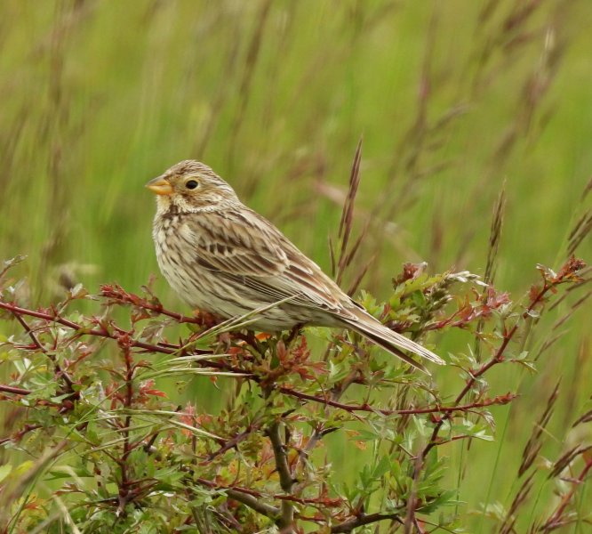 Corn Bunting.JPG