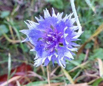 cornflower2.jpg