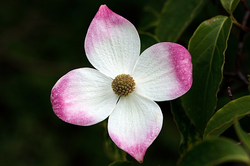 Cornus-Kousa.jpg