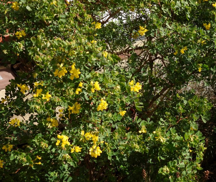 coronilla 2.JPG