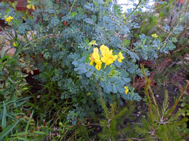 coronilla.JPG