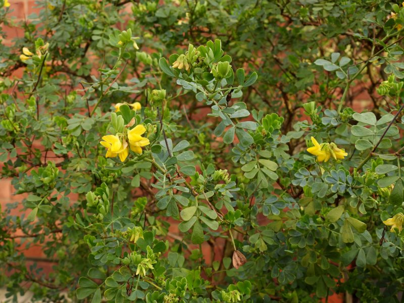 coronilla.JPG