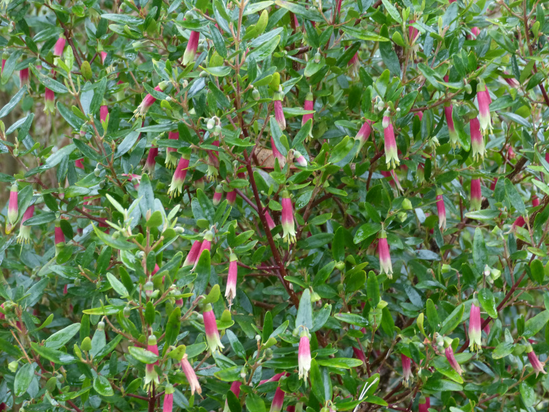 Correa glabra turnbullii.JPG