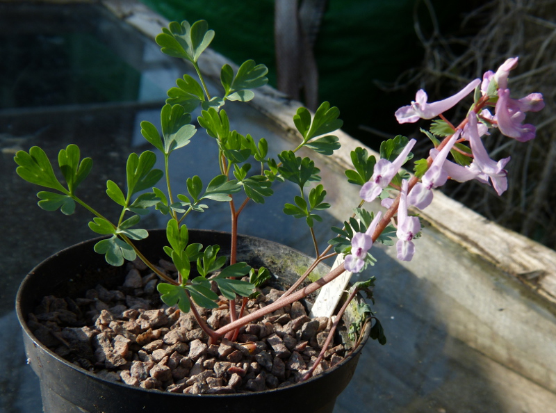 Corydalis densiflora 1.JPG