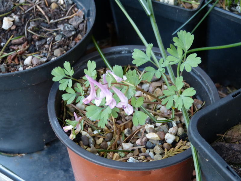 Corydalis densiflora.JPG