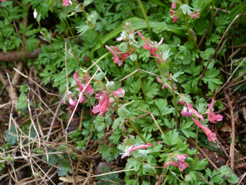 Corydalis Firecracker.JPG