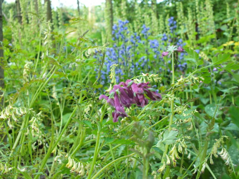 corydalis.jpg