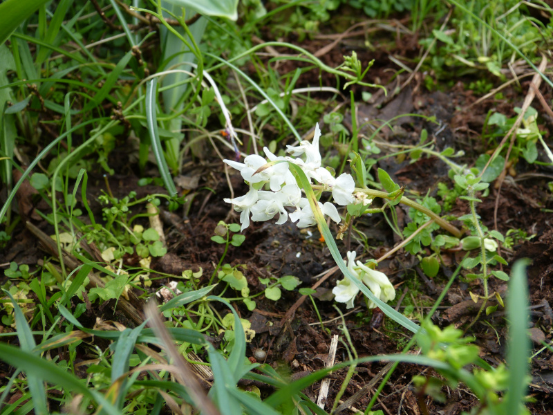 Corydalis malkensis.JPG