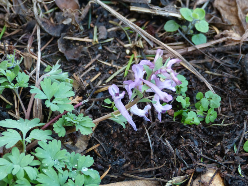 Corydalis paschei 2.JPG