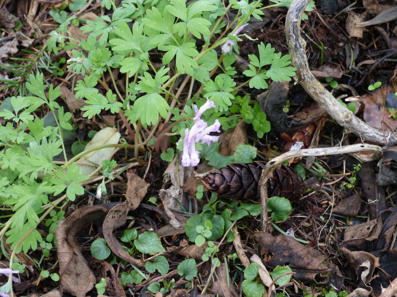 Corydalis paschei.JPG