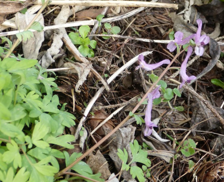 Corydalis paschei.JPG