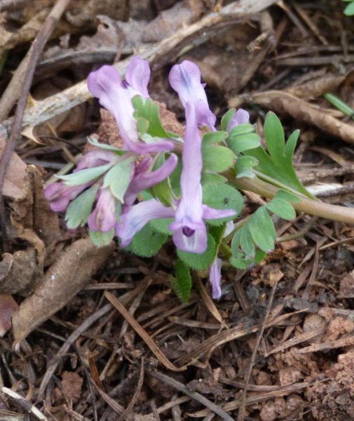 Corydalis pascheii.JPG