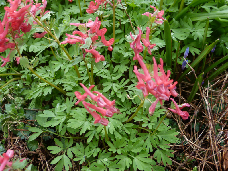 Corydalis solida.JPG