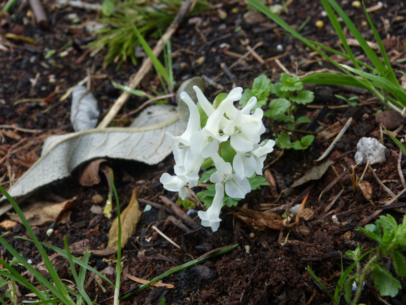 Corydalis vittae.JPG