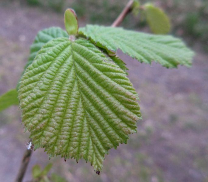 CORYLUS  AVELLANA  HAZEL 02-May-17 11-31-35 AM.JPG