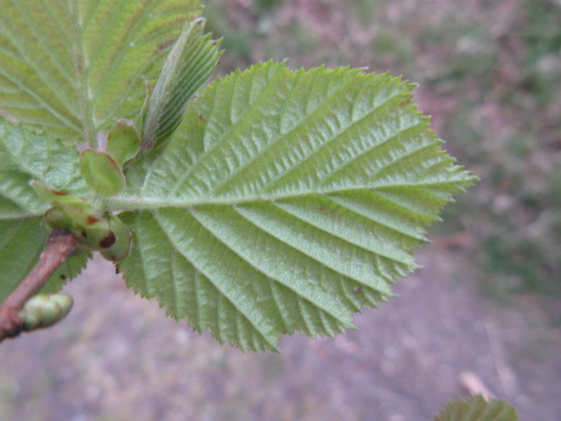 CORYLUS  AVELLANA  HAZEL 02-May-17 11-32-12 AM.JPG