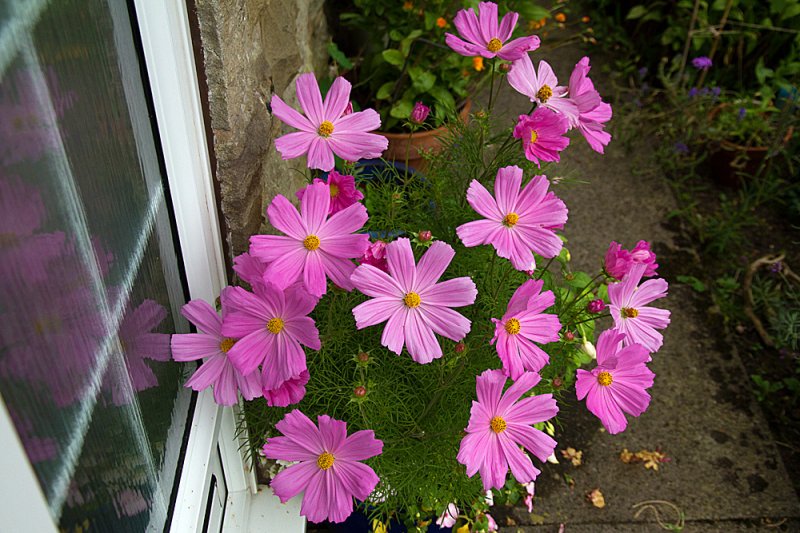 Cosmos-frosted-glass-2.jpg