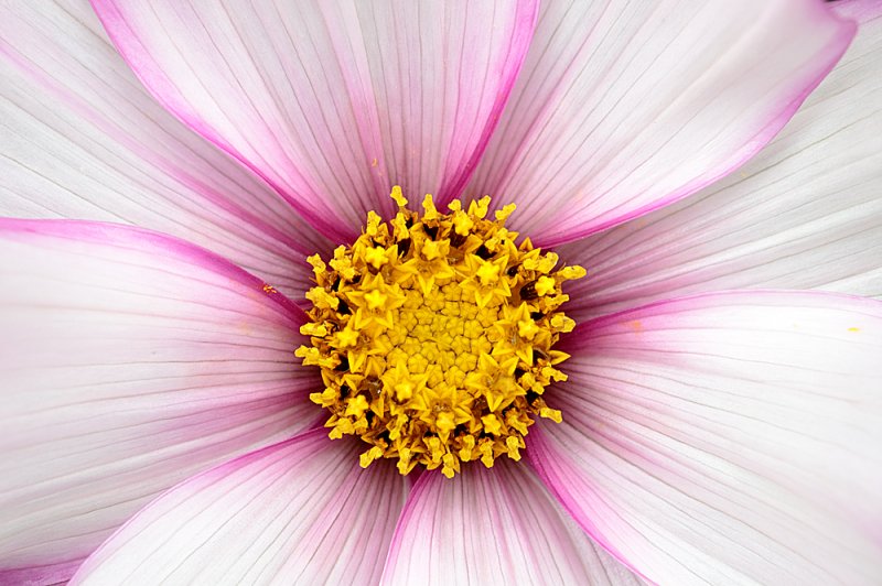 Cosmos-pink-edge.jpg