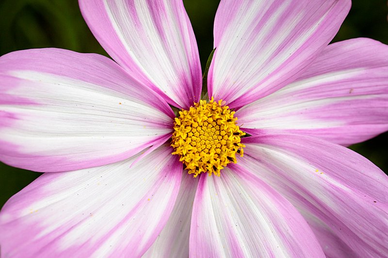 Cosmos-pink-&-white.jpg