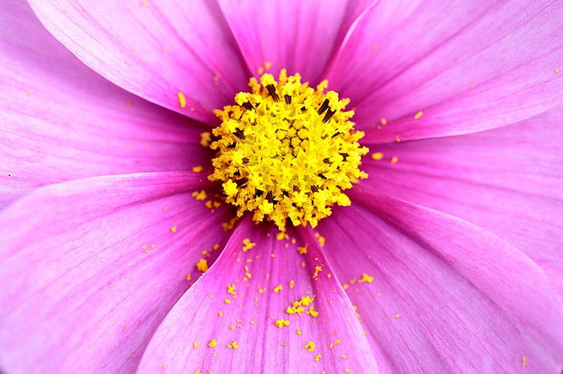 Cosmos-pollen.jpg