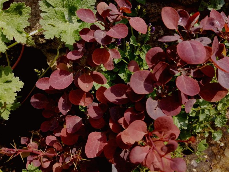 Cotinus coggygria 'Royal Purple'..jpg