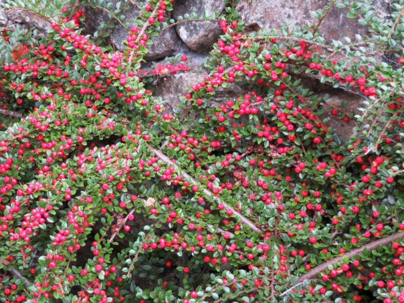 Cotoneaster (2).JPG