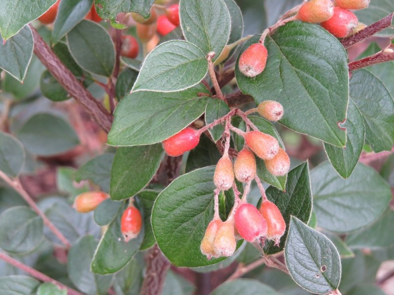 Cotoneaster 'Berried Treasure' (1).JPG