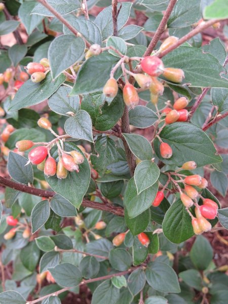 Cotoneaster 'Berried Treasure' (2).JPG