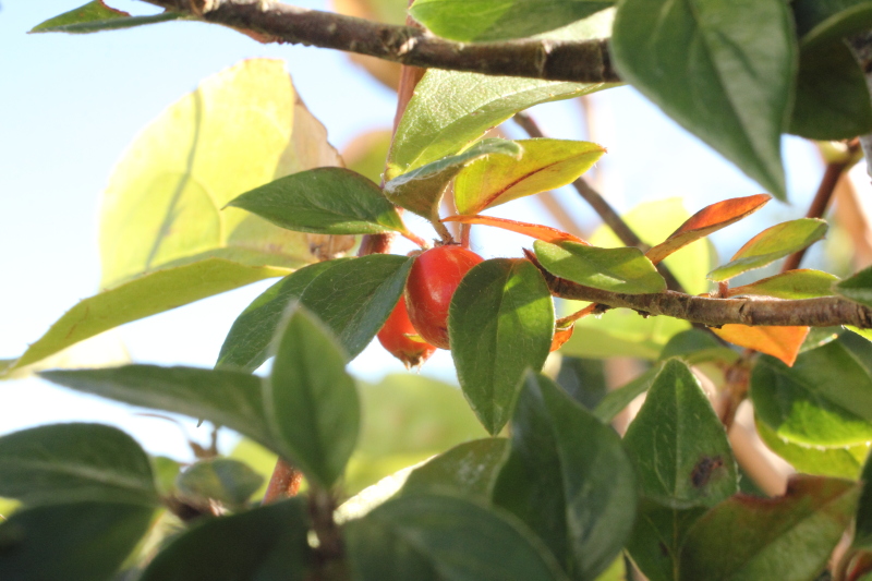 cotoneaster_2309.JPG