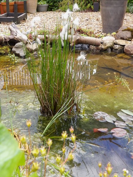 cotton grass.JPG