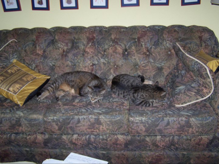 couch cats.jpg