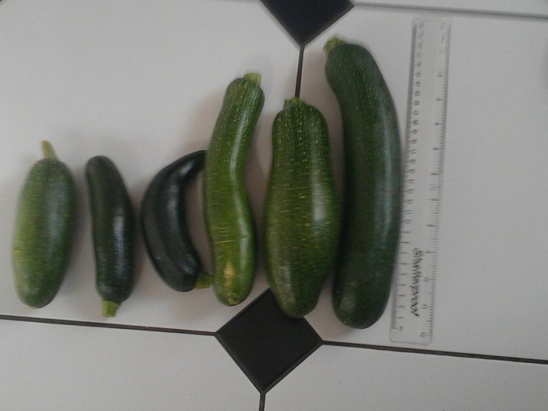 courgette.jpg