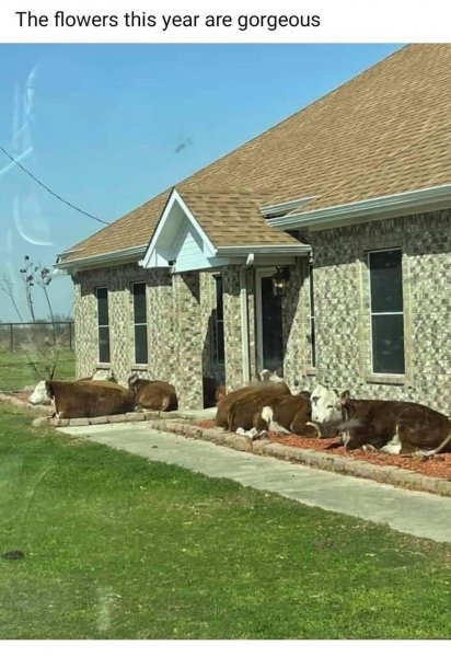 Cows in Garden.jpg