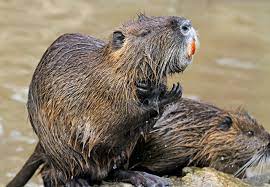 coypu.jpg