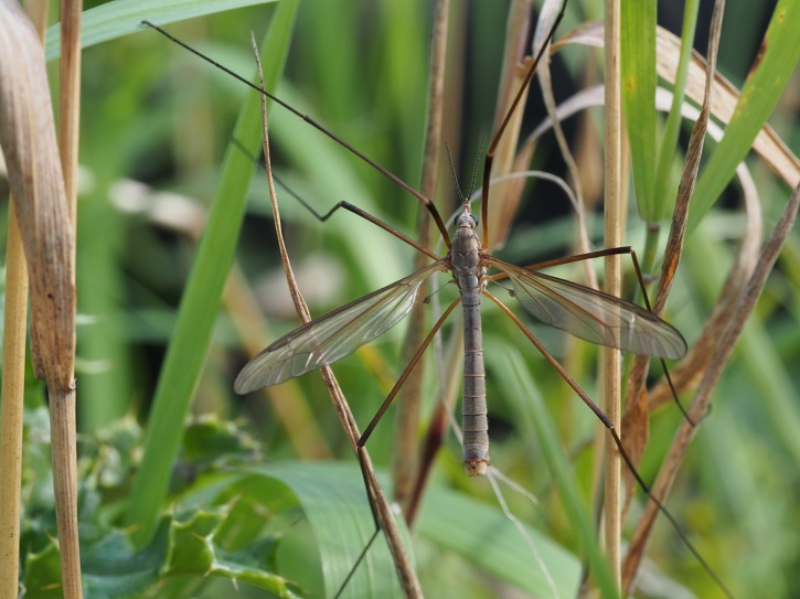 cranefly1.jpg