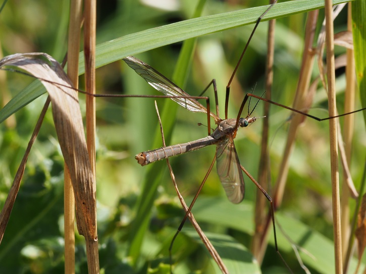 cranefly2.jpg