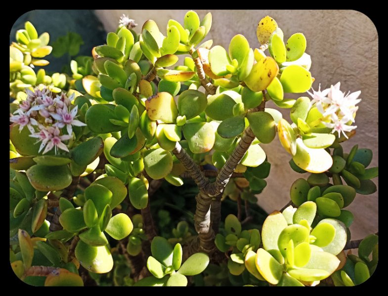 Crassula ovata 23 Jan 23.jpg