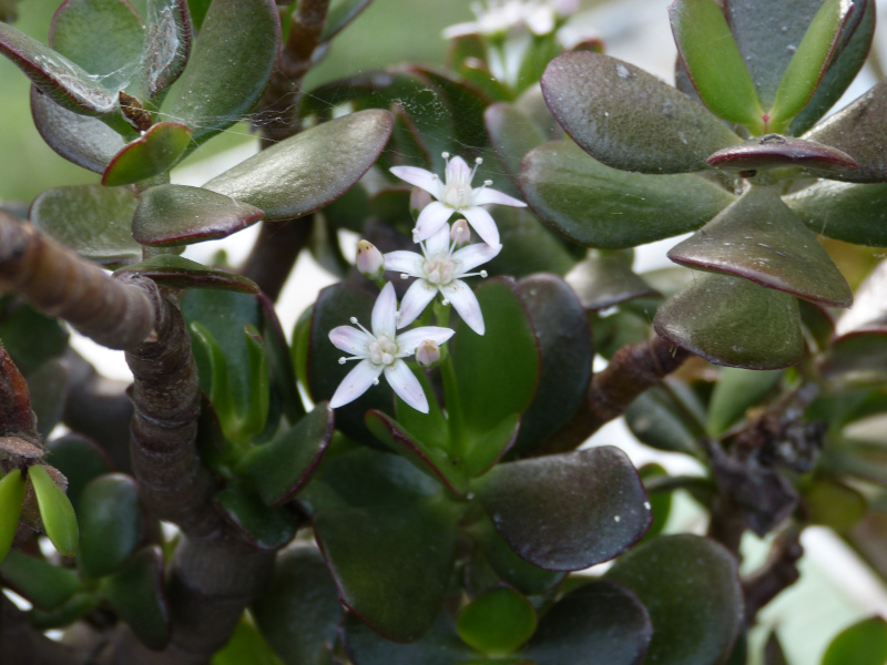 Crassula ovata.JPG