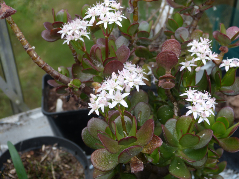 Crassula ovata.JPG