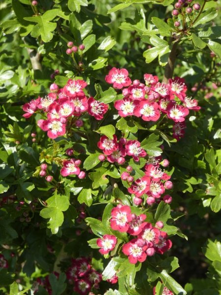 Crataegus laevigata 'Crimson Cloud' (Midland hawthorn)  03 - small.jpg