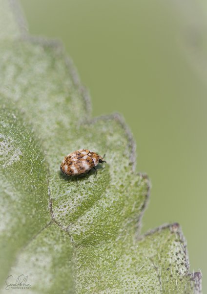 Cream Spot Ladybird 03.jpg